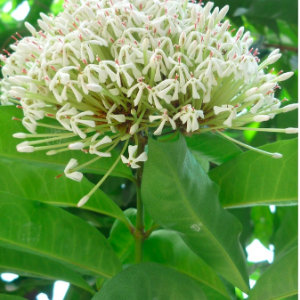 Cây trang trắng, hoa rất thơm