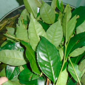 Chậu lá trà xanh uống mát người, thanh lọc cơ thể