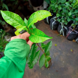 Chậu lá trà xanh uống mát người, thanh lọc cơ thể