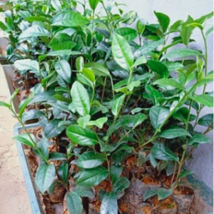 Chậu lá trà xanh uống mát người, thanh lọc cơ thể