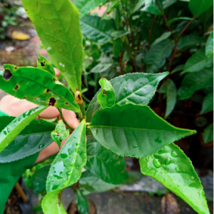 Chậu lá trà xanh uống mát người, thanh lọc cơ thể