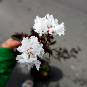 Tường vi bạch long