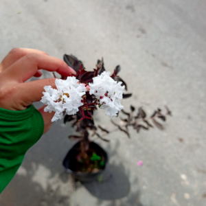 Tường vi bạch long