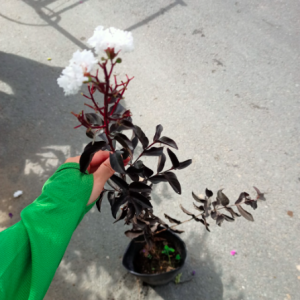 Tường vi bạch long