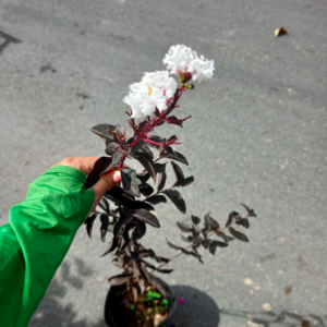 Tường vi bạch long