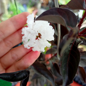 Tường vi bạch long