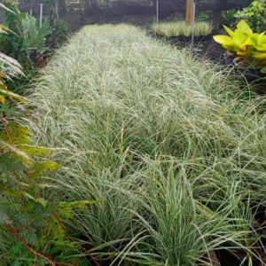 Cây tóc tiên sọc vàng