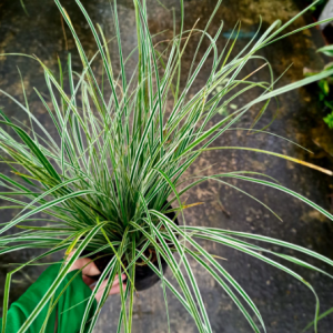 Cây tóc tiên sọc vàng