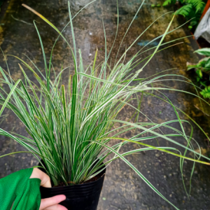 Cây tóc tiên sọc vàng