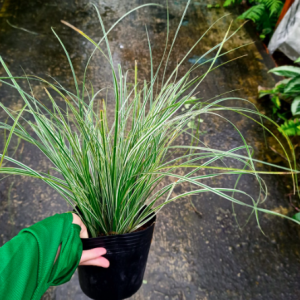 Cây tóc tiên sọc vàng