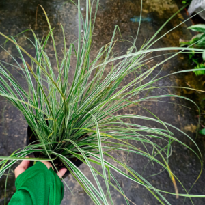 Cây tóc tiên sọc vàng