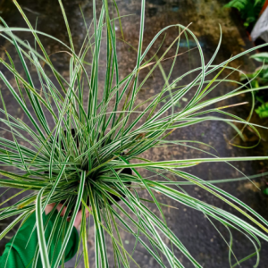 Cây tóc tiên sọc vàng