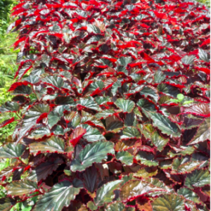 Chậu gấm hải đường