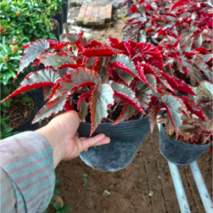 Chậu gấm hải đường