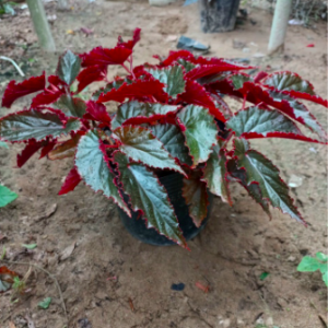 Chậu gấm hải đường