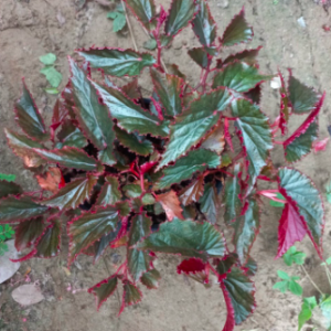 Chậu gấm hải đường