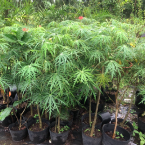 Cây giống đỗ trọng nam (bạch phụ tử, san hô xanh) - Jatropha multifida L - trị cảm gió mất tiếng, trúng phong co cứng, bại liệt, đau tim do ứ huyết và các bệnh về da