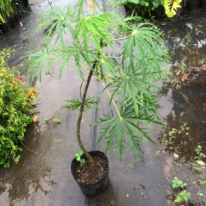 Cây giống đỗ trọng nam (bạch phụ tử, san hô xanh) - Jatropha multifida L - trị cảm gió mất tiếng, trúng phong co cứng, bại liệt, đau tim do ứ huyết và các bệnh về da