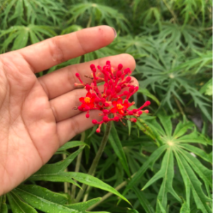 Cây giống đỗ trọng nam (bạch phụ tử, san hô xanh) - Jatropha multifida L - trị cảm gió mất tiếng, trúng phong co cứng, bại liệt, đau tim do ứ huyết và các bệnh về da