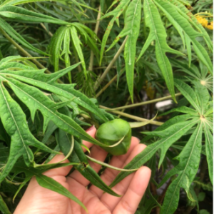 Cây giống đỗ trọng nam (bạch phụ tử, san hô xanh) - Jatropha multifida L - trị cảm gió mất tiếng, trúng phong co cứng, bại liệt, đau tim do ứ huyết và các bệnh về da