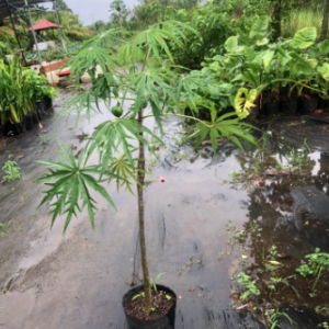 Cây giống đỗ trọng nam (bạch phụ tử, san hô xanh) - Jatropha multifida L - trị cảm gió mất tiếng, trúng phong co cứng, bại liệt, đau tim do ứ huyết và các bệnh về da