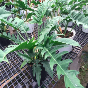 Cây trầu bà cung đàn xanh