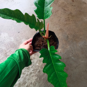 Cây trầu bà cung đàn xanh