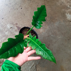 Cây trầu bà cung đàn xanh