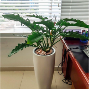 Cây trầu bà cung đàn xanh