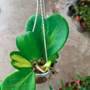 Chậu treo lan cẩm cù lá tim