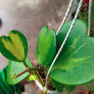 Chậu treo lan cẩm cù lá tim