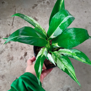 Chậu lan ý var/ cẩm thạch