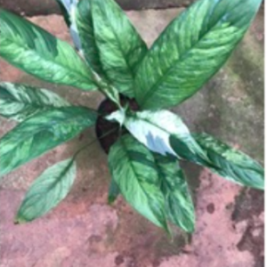 Chậu lan ý var/ cẩm thạch