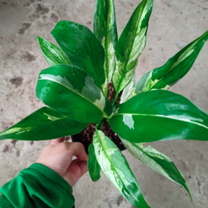 Chậu lan ý var/ cẩm thạch