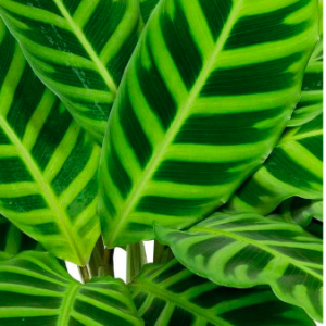 Cây đuôi công ngựa vằn (Calathea Zebrina)