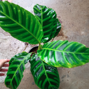 Cây đuôi công ngựa vằn (Calathea Zebrina)