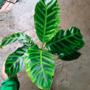 Cây đuôi công ngựa vằn (Calathea Zebrina)