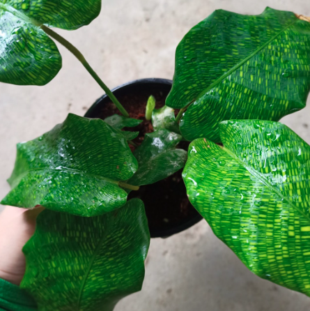 Cây đuôi công Network