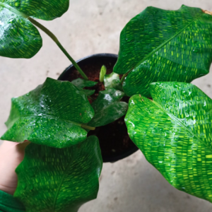 Cây đuôi công Network