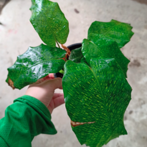 Cây đuôi công Network