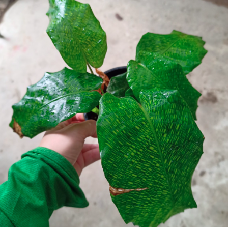 Cây đuôi công Network