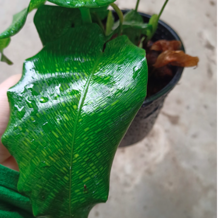 Cây đuôi công Network