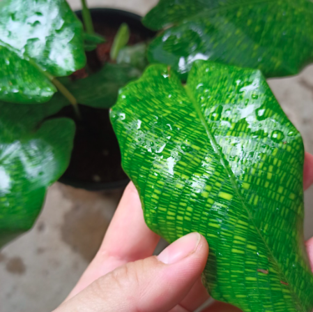 Cây đuôi công Network