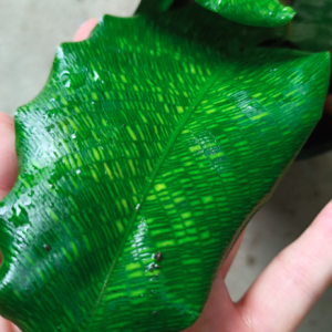 Cây đuôi công Network