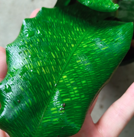 Cây đuôi công Network