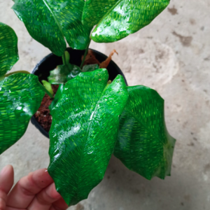 Cây đuôi công Network