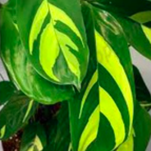 Cây Đuôi công Ctenanthe Golden Mosaic (Never Never Plant)