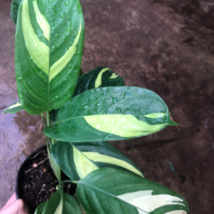 Cây Đuôi công Ctenanthe Golden Mosaic (Never Never Plant)