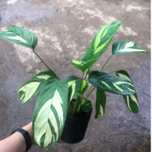 Cây Đuôi công Ctenanthe Golden Mosaic (Never Never Plant)