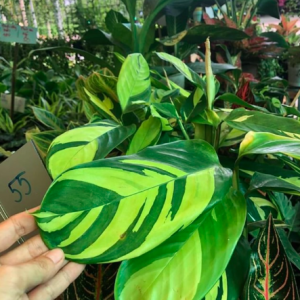 Cây Đuôi công Ctenanthe Golden Mosaic (Never Never Plant)